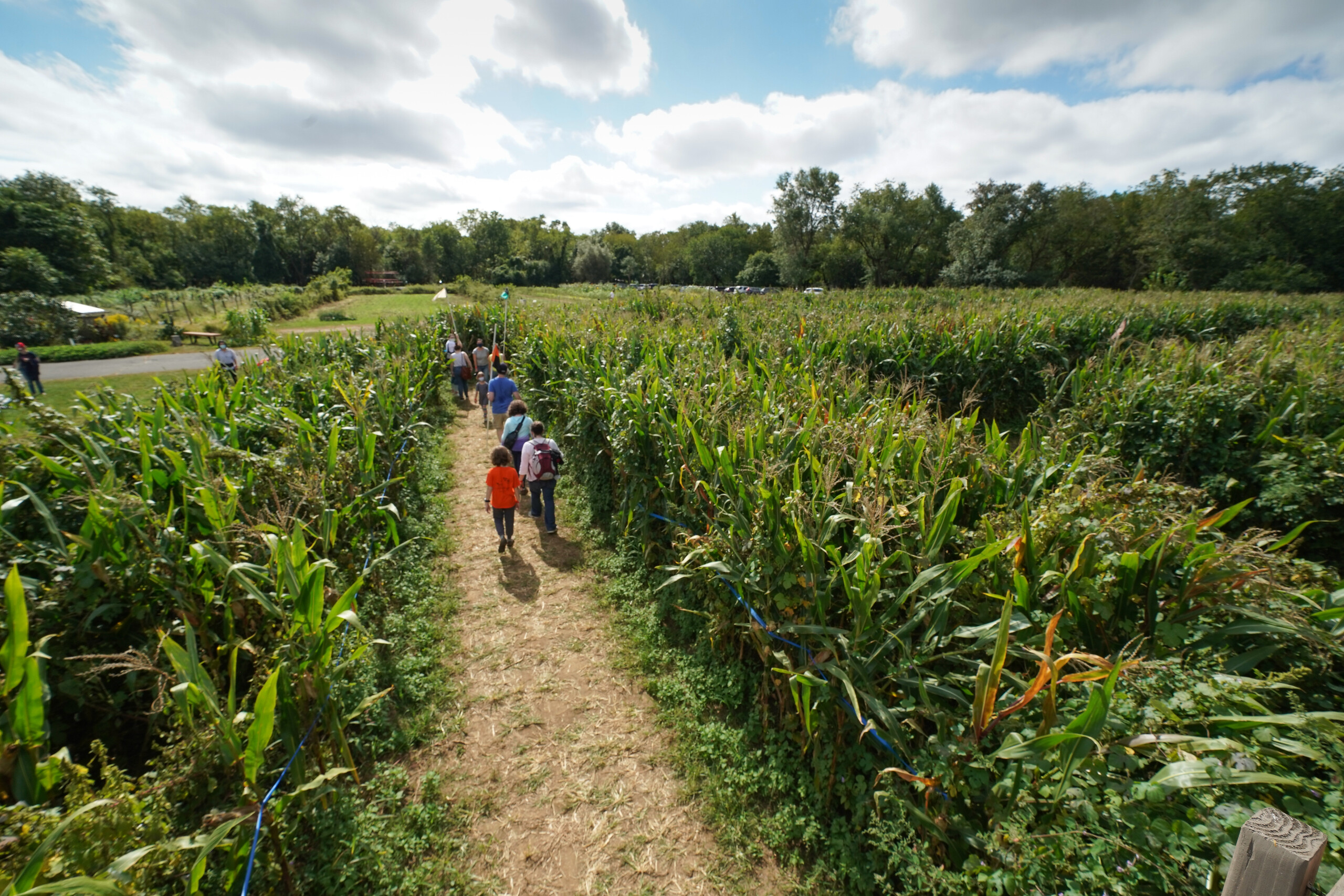 The Amazing Minneapolis Maize Maze