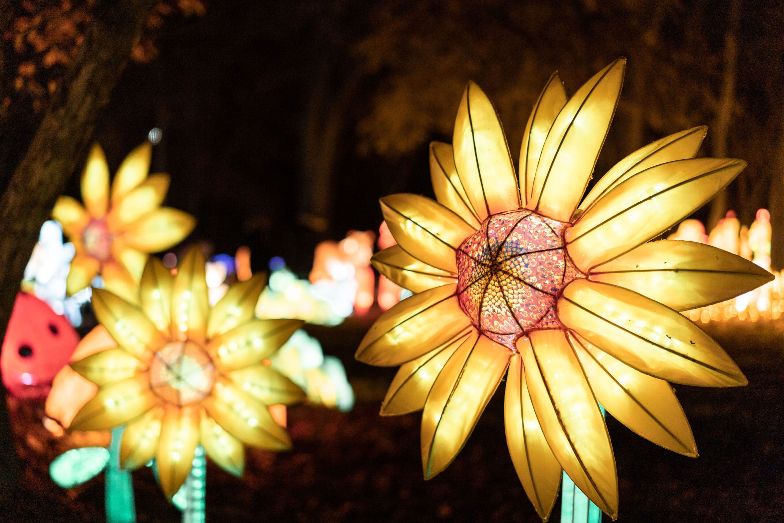 Winter Lantern Festival - Queens, New York - Tickets